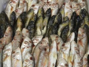 Seafood markets Sardinia