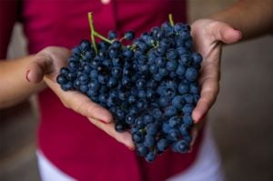 wine grapes Sicily