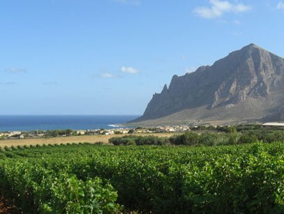 grape varieties Sicily
