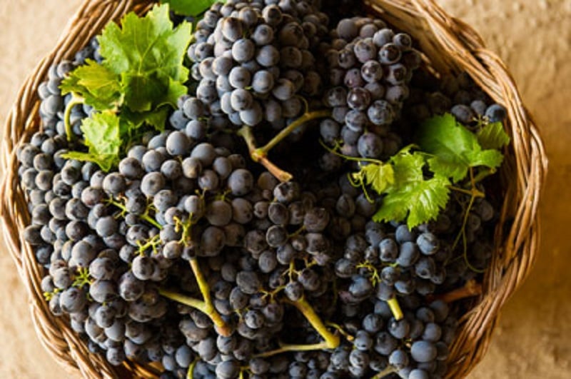 Wine Grapes Sicily