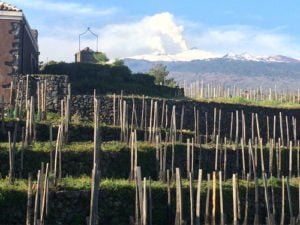 Vineyards Mt Etna