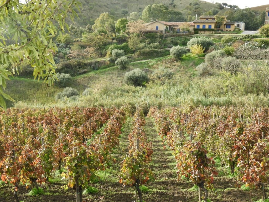 Wine regions Sicily Tenuta Regaleali