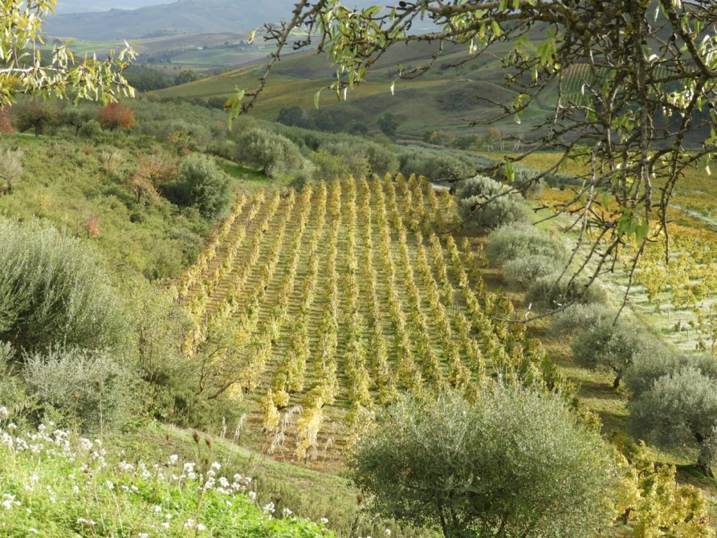 luxury wine and food tours Italy