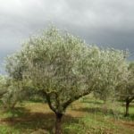 Olive Oil Sardinia