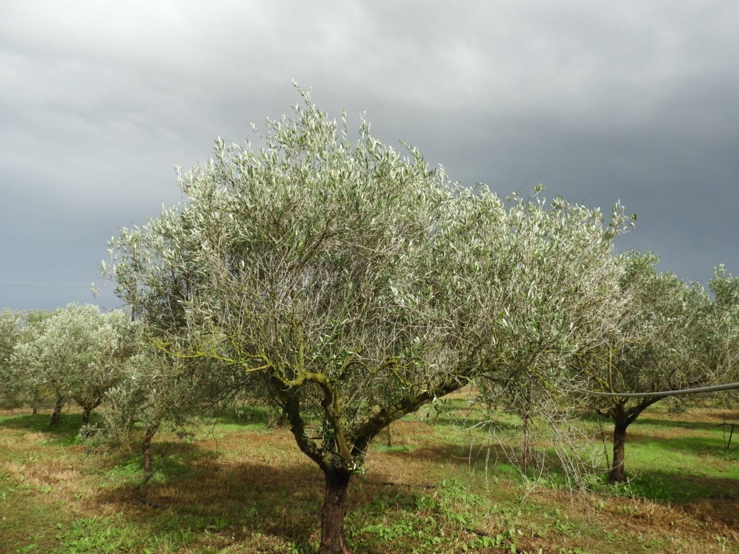 Olive Oil Sardinia